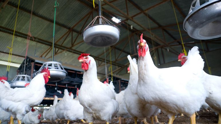 Se presentó un proyecto que busca ayudar a los productores afectados por la gripe aviar